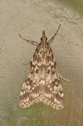 Heimosemott (Eudonia sudetica)