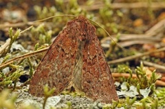 Rødt fjellengfly (Apamea schildei)