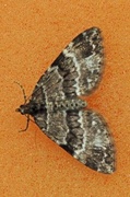 Barred Carpet (Martania taeniata)