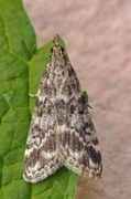 Heimosemott (Eudonia sudetica)