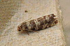 Stripet grankveldvikler (Epinotia tedella)