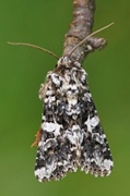 Hvitflekknellikfly (Hadena confusa)