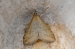 Blek engmott (Udea lutealis)