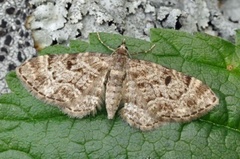 Cloaked Pug (Eupithecia abietaria)