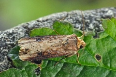 Flame (Axylia putris)