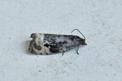 Black-spot Marble (Hedya atropunctana)