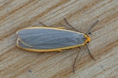 Common Footman (Eilema lurideola)