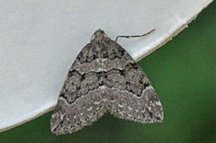 Chestnut-coloured Carpet (Thera cognata)