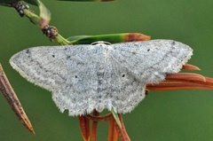 Cream Wave (Scopula incanata)