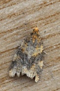 Brown-barred Tortrix (Epagoge grotiana)