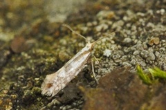 Downland Argent (Argyresthia abdominalis)