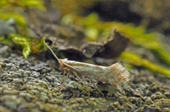 Downland Argent (Argyresthia abdominalis)