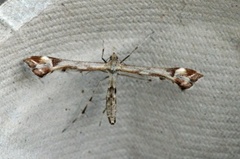 Triangle Plume (Platyptilia gonodactyla)