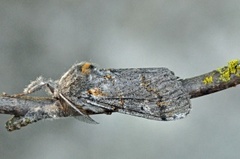 Heibørstespinner (Gynaephora fascelina)