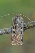 Fiolettbrunt jordfly (Euxoa recussa)