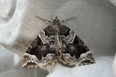 The Phoenix (Eulithis prunata)
