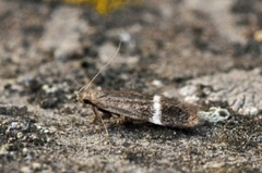 Syncopacma cinctella