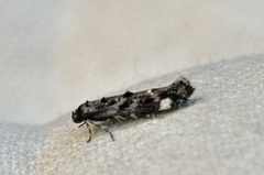 Large Dark Cosmet (Mompha conturbatella)