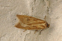 Dotted Shade (Eana osseana)