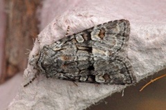 Rotstrekvierfly (Brachylomia viminalis)