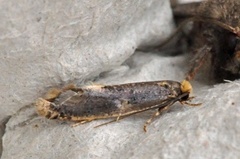 Carrion Moth (Monopis weaverella)