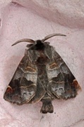 Small Chocolate-tip (Clostera pigra)