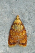 Yellow Rose Button (Acleris bergmanniana)