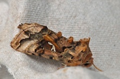 Gyllenbrunt metallfly (Autographa macrogamma)