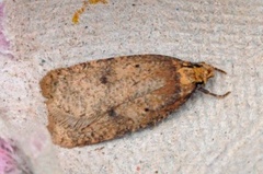 Angelica Flat-body (Agonopterix angelicella)