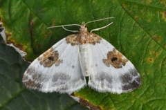 Blue-bordered Carpet (Plemyria rubiginata)