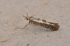 Sallow Argent (Argyresthia pygmaeella)