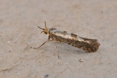 Argyresthia pygmaeella