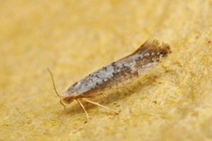 Netted Argent (Argyresthia retinella)