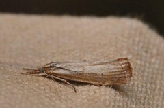 Pearl Veneer (Agriphila straminella)