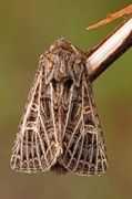 Hvitribbet åkerfly (Tholera decimalis)