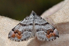 Manchester Treble-bar (Carsia sororiata)