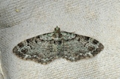 Green Pug (Pasiphila rectangulata)