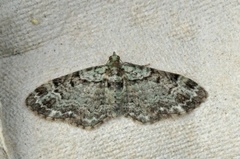 Epleblomstmåler (Pasiphila rectangulata)