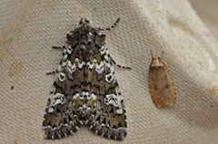 Cameo (Crypsedra gemmea)