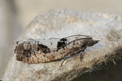 Grå kveldvikler (Epinotia brunnichana)
