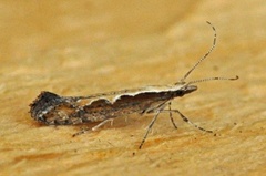 Diamond-back Moth (Plutella xylostella)