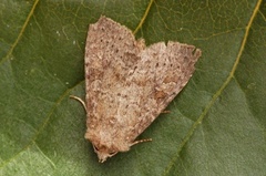 Rødlig løvfly (Parastichtis suspecta)