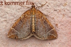 The Chevron (Eulithis testata)