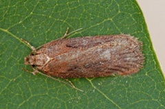 Chervil Flat-body (Depressaria sordidatella)