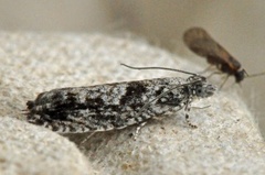 Raklekveldvikler (Epinotia nisella)