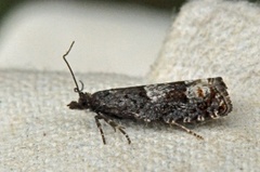 White-blotch Bell (Epinotia trigonella)