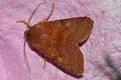 Flounced Chestnut (Agrochola helvola)