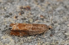Nut Bud Moth (Epinotia tenerana)