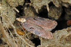 Large Purple Flat-body (Agonopterix liturosa)