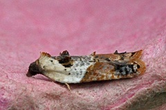 Marmorflatvikler (Acleris variegana)